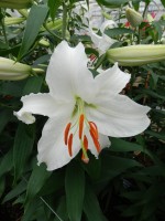 [5271 Siberia MAK No02.JPG]